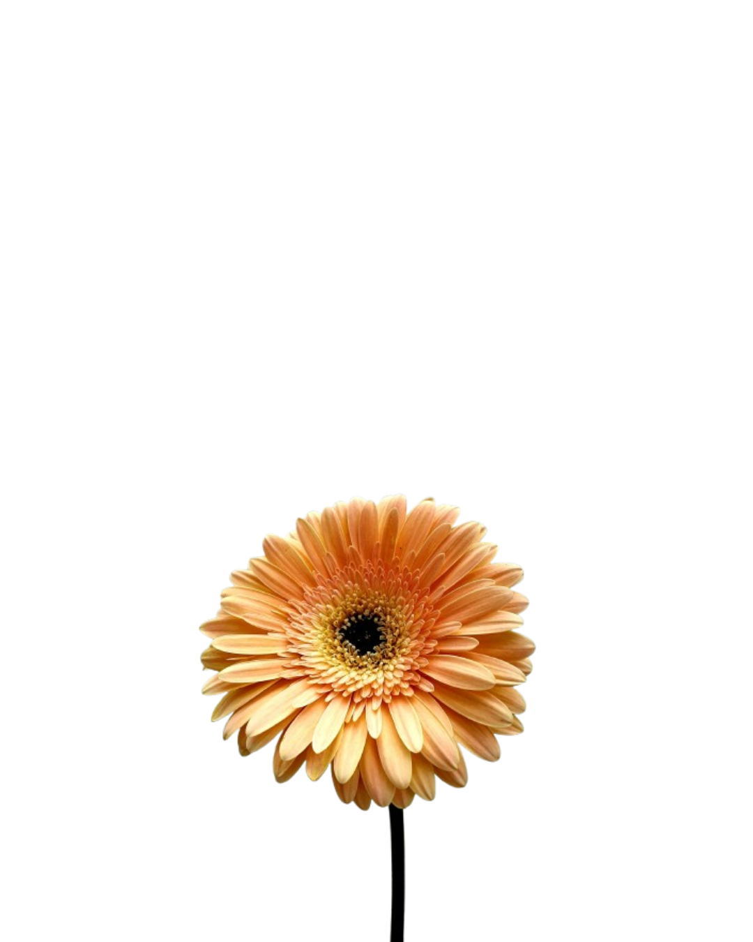 Gerbera Naranja