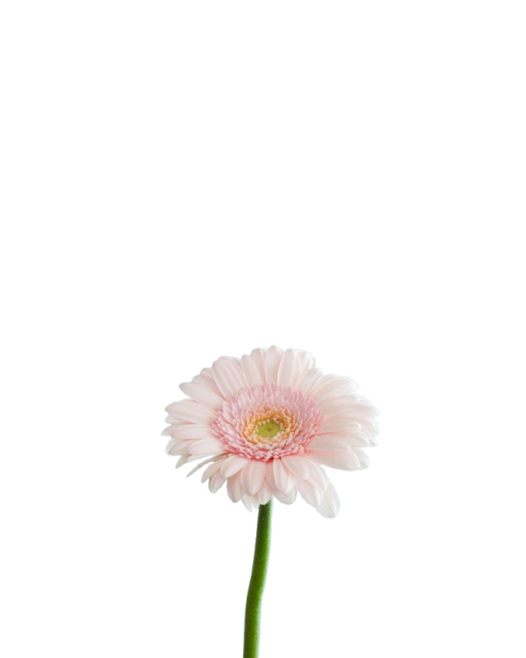 Gerbera Rosada