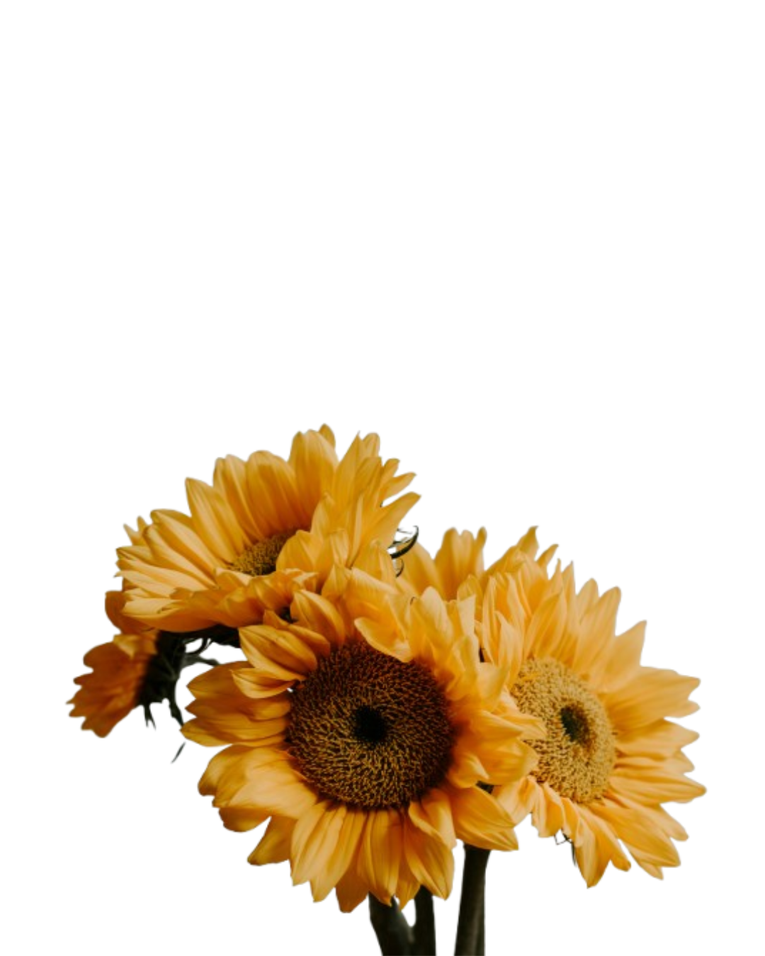 Girasol