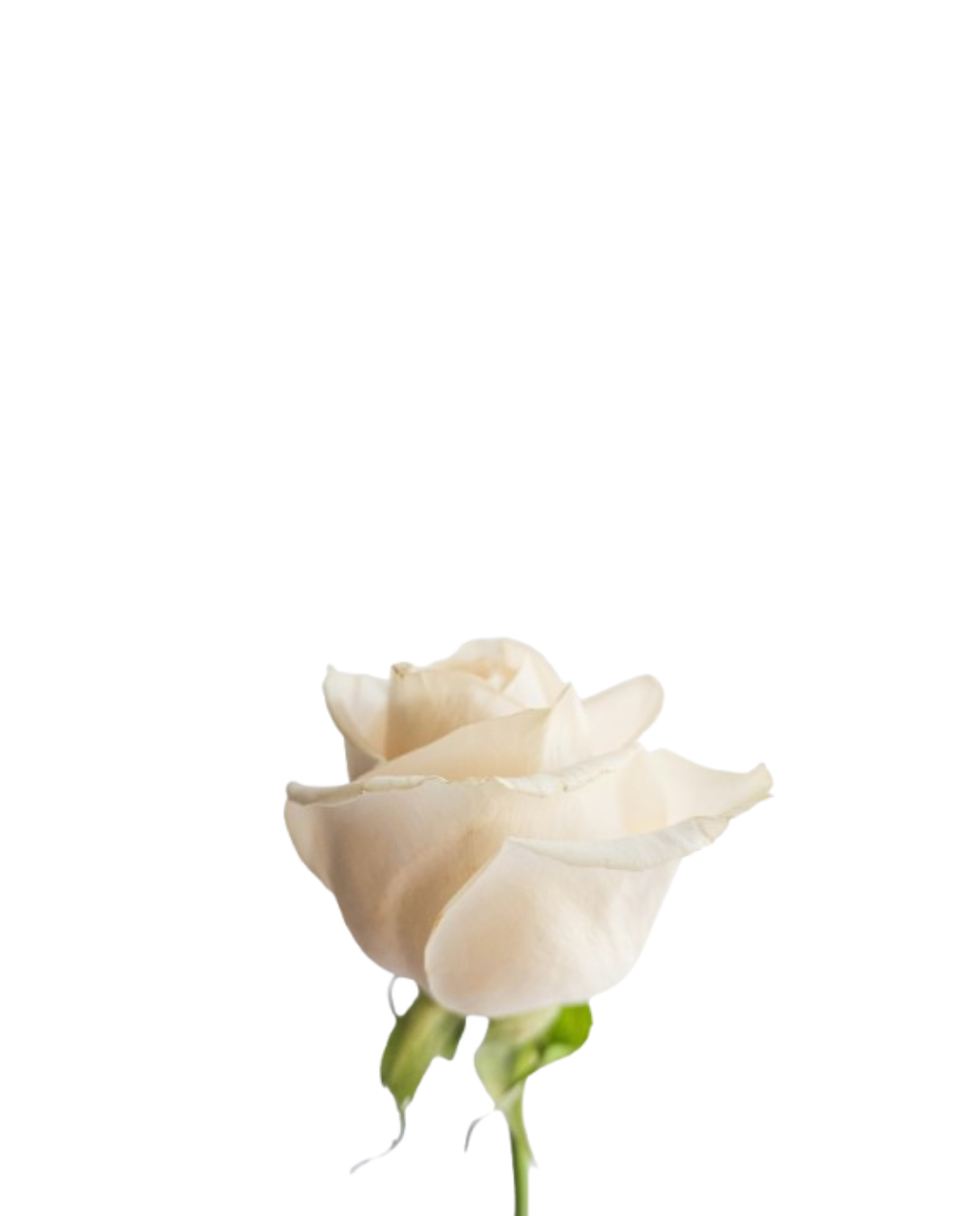 Rosa Blanca