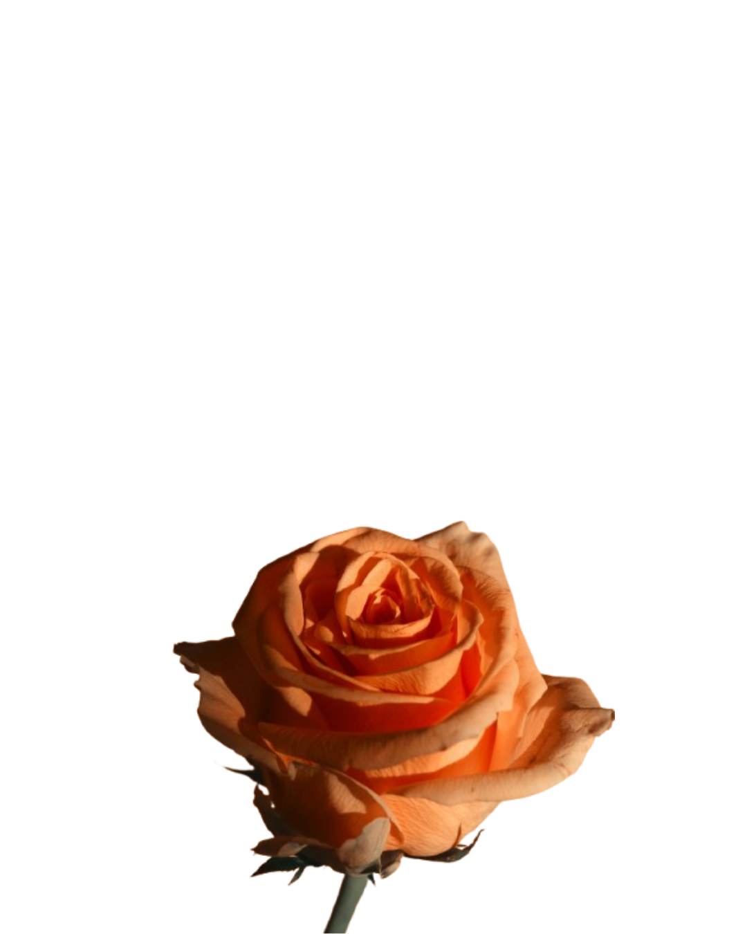Rosa Naranja