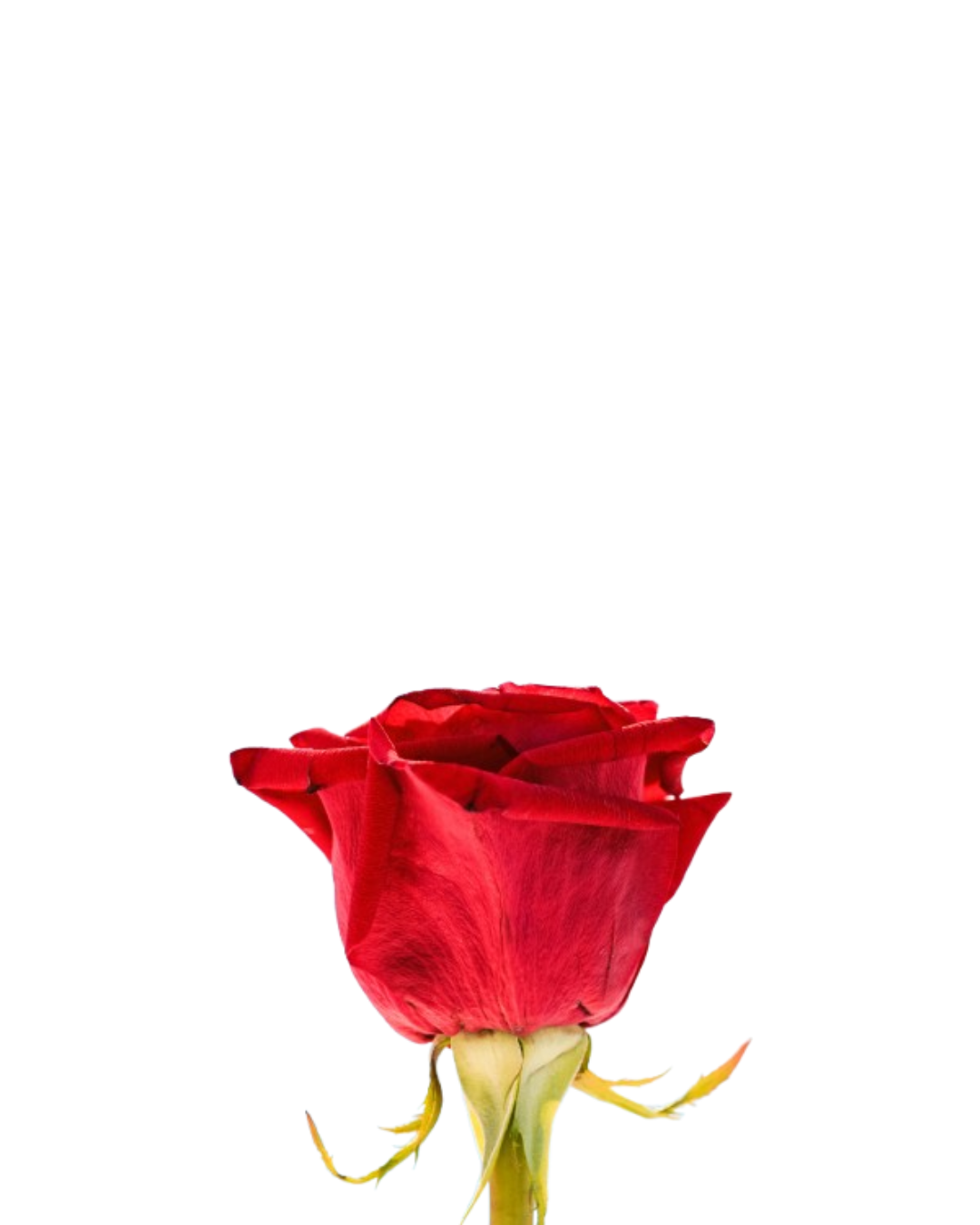 Rosa Roja