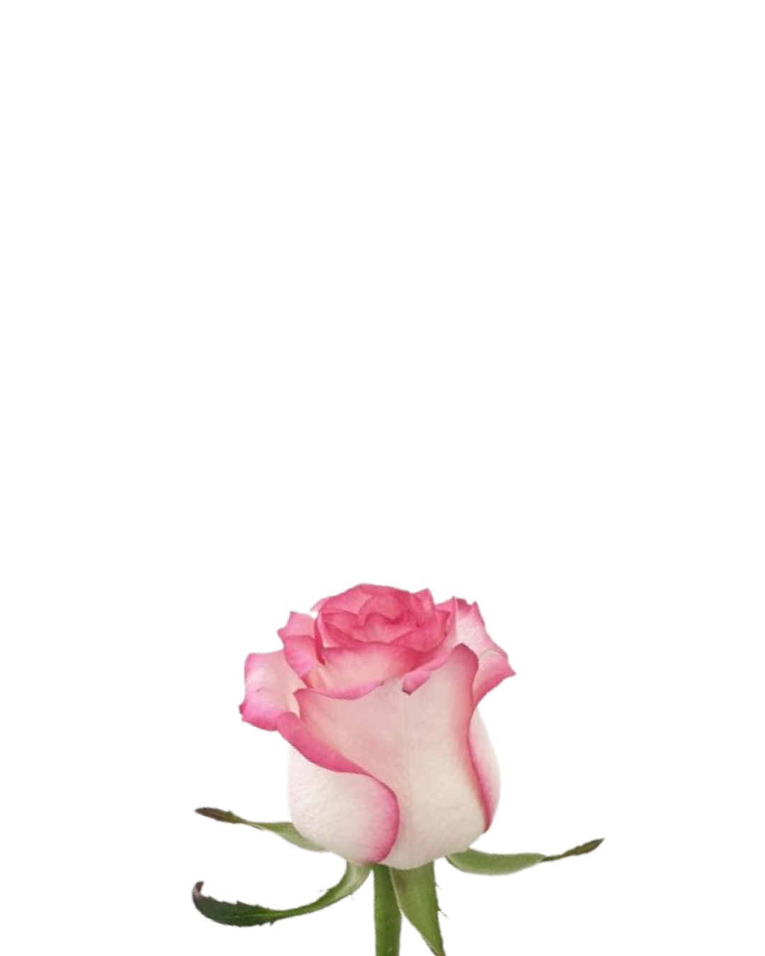 Rosa Rosada
